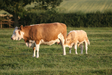 cow and calf 