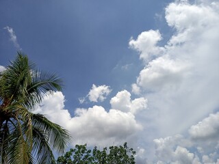 Fototapeta na wymiar Coconut tree against blue sky with white clouds