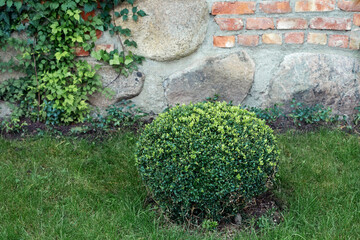 Landscaping of a garden with a bright green round bushes - decorative evergreen shaped boxwood (Buxus Sempervirens). Gardening concept.