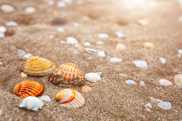 Fototapeta na wymiar natural shells on the seashore close-up. Beach summer background