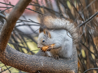 The squirrel with nut sits on tree in the autumn. Eurasian red squirrel, Sciurus vulgaris.