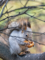 The squirrel with nut sits on tree in the autumn. Eurasian red squirrel, Sciurus vulgaris.