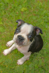 boston terrier puppy