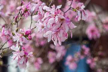 Obraz premium Pink magnolia blossom