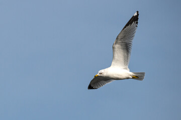Ring-Billed Gull in flight showing the underside of one wing, with copy space.