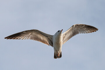 Ring-Billed Gull flying in a hazy sky, displaying it wingspan.