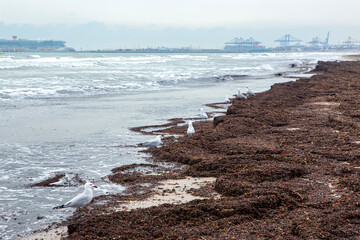 seaweed on the beach. ecological problems. Lots of seaweed after a storm on a beach in Valencia, Spain.