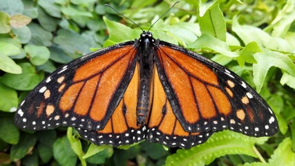 butterfly on flower