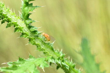 Fototapeta na wymiar Yellow fruit fly on a thistle.