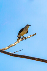 Gray Kingbird white flycatcher tropical bird birds caribbean nature Mexico.