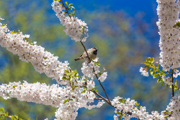 Sparrows and cherry blossoms at Central Park in New York City