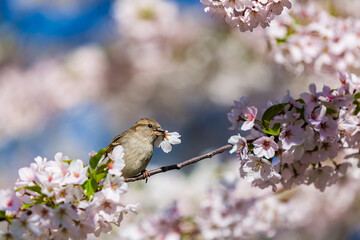 Sparrows and cherry blossoms at Central Park in New York City