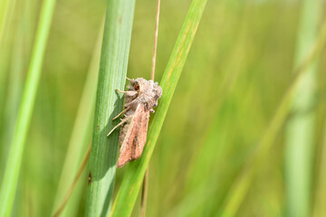 A striped armyworm sits on the grass.