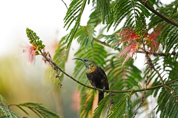 Bronzy sunbird is looking for blooms. Sunbird near the flower in the garden. Small bird with long beak and shiny green color.