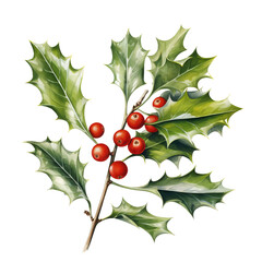 holly berries and leaves