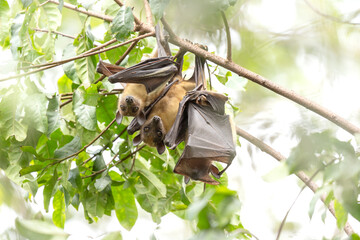 Straw coloured fruit bat on tree in Uganda. Colony of bats during day. Group of flying fox on the...