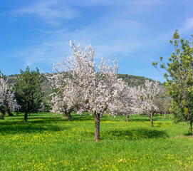Serene Orchard in Bloom: Almond Trees Amidst a Sea of Spring Wildflowers