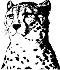 Vector portrait of cheetah. Black, isolated on white. Spotted animal, predator. Element for design card, poster, illustration about wild nature