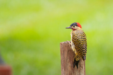 Brazilian Savannah Bird
The birds of Brazil are very beautiful and have many colors.