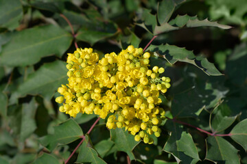 Oregon grape flowers