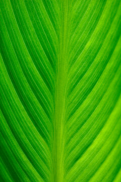 Cana lily leaf detail