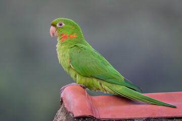 Brazilian Savannah Bird
The birds of Brazil are very beautiful and have many colors.