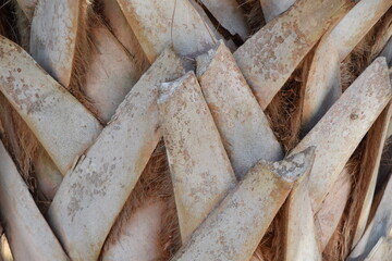 palm tree dead frond remnants texture pattern