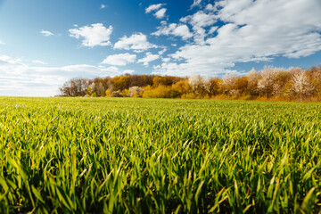 Fresh green field and perfect blue sky with clouds background.