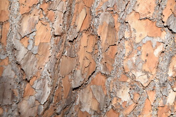 bark of a tree texture layer