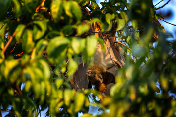 Straw coloured fruit bat on tree in Uganda. Colony of bats during day. Group of flying fox on the...