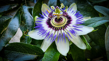 Passionsblume © Dunja