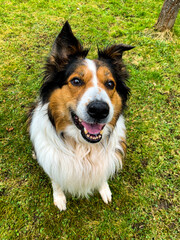 Border Collie Mischling 2