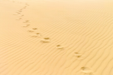 Desert walk: footprints in sand of Viana desert to the horizon in Boa Vista island , Cape Verde.