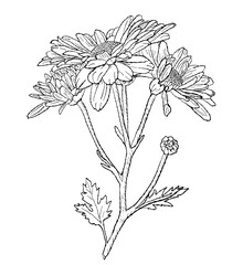 Flowers, sketch, pencil drawing, line art. Chrysanthemums. Black and white image. Stock illustration isolated on a white background.