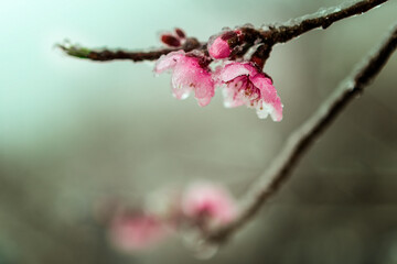 The frozen cherry blossoms