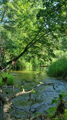 Obraz premium river in forest