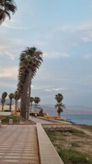 Fototapeta premium trees on the beach