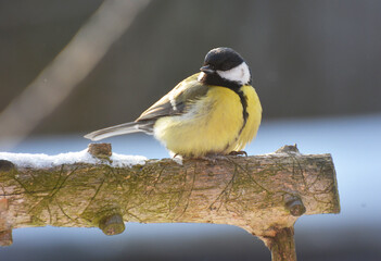 The great tit (Parus major) on the branch