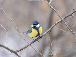 Cute bird Great tit, songbird sitting on the branch with blurred background