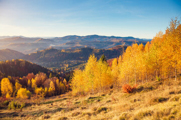 Fototapeta premium Fantastic view of colorful mountains in autumn. Location place Carpathian National Park, Ukraine.