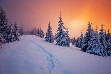 Fabulous winter sunset in the mountains with frosty fir trees.