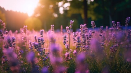 Nature, environment and lavender flowers on a field in summer, growth and calm in countryside....