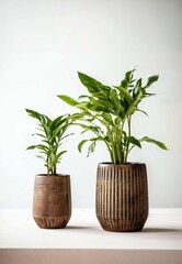 pair of plants in flowerpot