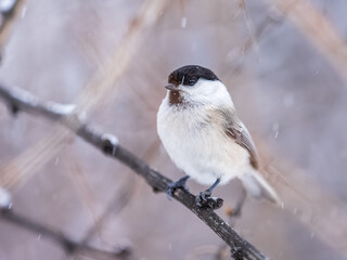 Cute bird the willow tit, song bird sitting on a branch without leaves in the winter.