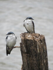 Couple of birds sitting on a log in the river. Birds on the riverbank.