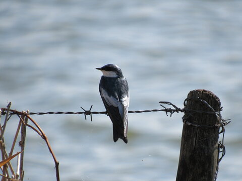 Bird perched on the fence wire. Image of a bird on the barbed wire fence with a river in the background.