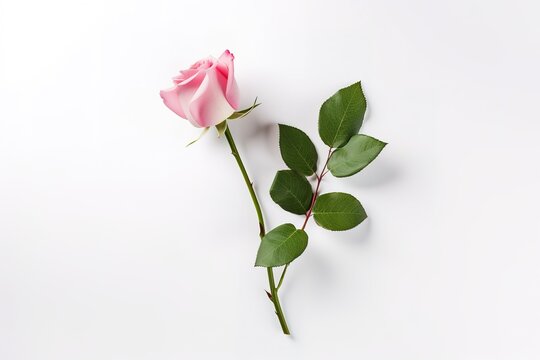 single pink rose with a leaf on a white background