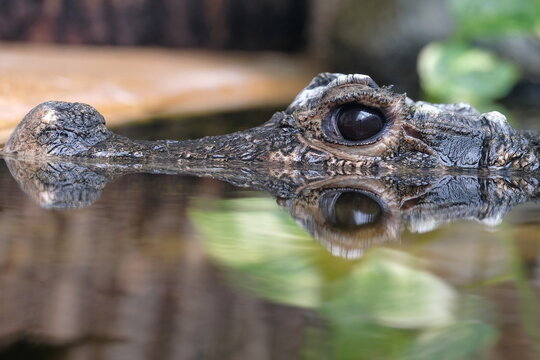Sich im Wasser spiegelndes Krokodil