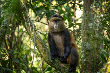 Golden monkey in Mgahinga National Park. Cercopithecus mitis kandti is eating in rainforest. African safari. Rare primate with golden back. 