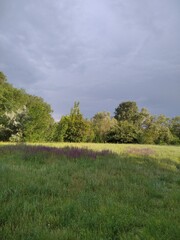 Obraz premium landscape with trees